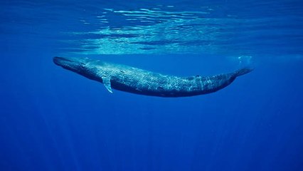 Mer Rouge : une baleine bleue a été observée pour la première fois