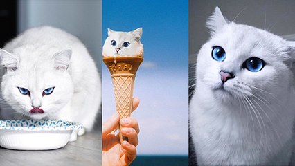 Voici 5 raisons de craquer pour Coby the Cat
