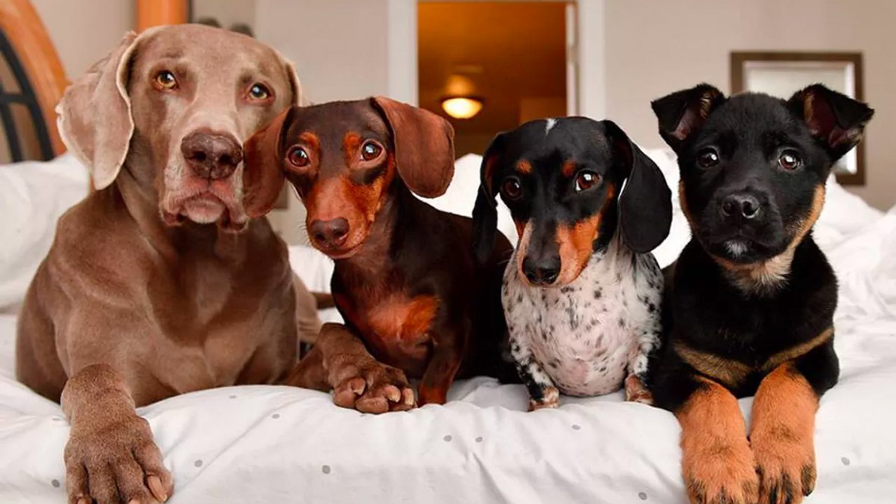 Astro : quel animal adopter selon votre signe astrologique ?