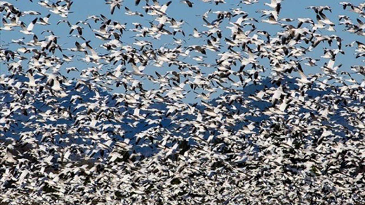 Écoutez ces 10 000 oies des neiges s'envoler toutes ensemble !