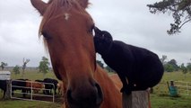 Une drôle d'amitié entre un chat et un cheval !