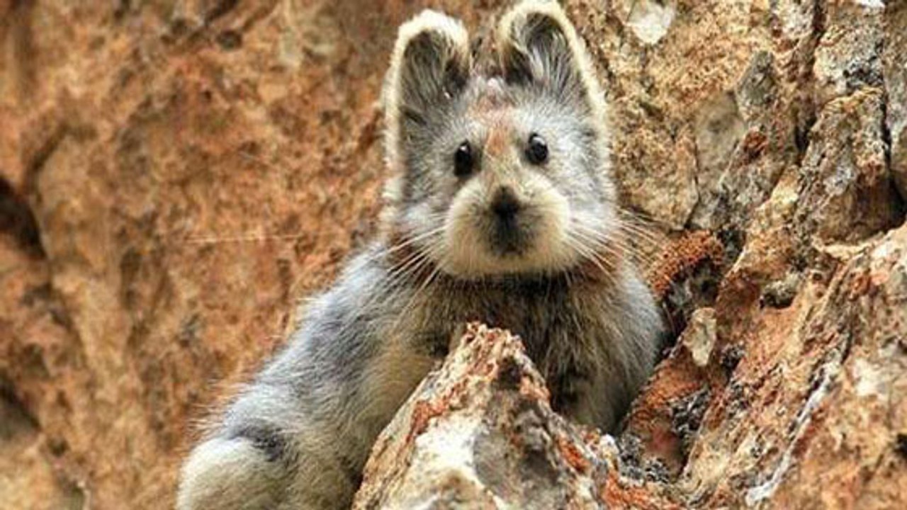 Voilà à quoi ressemble un Pika d’Ili !