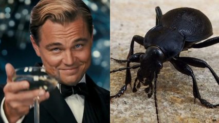 Leonardo DiCaprio n'est plus seulement un acteur mais.... une race de scarabé !