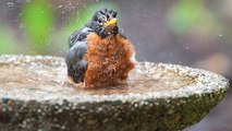 Grosses chaleurs : il faut donner de l’eau aux oiseaux !