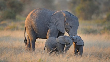 Kenya : désormais, les braconniers risquent la peine de mort !