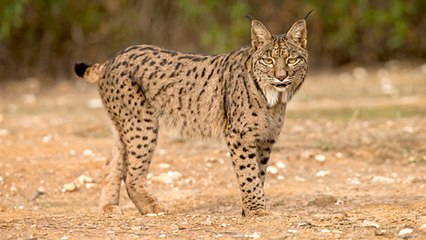 Un rare lynx ibérique observé en Catalogne