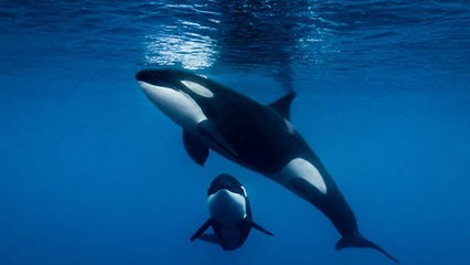 Le premier sanctuaire pour cétacés captifs pourrait voir le jour au Canada