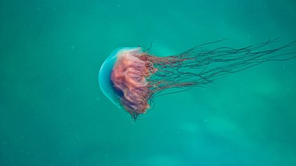Cette méduse serait le plus long animal sur Terre !
