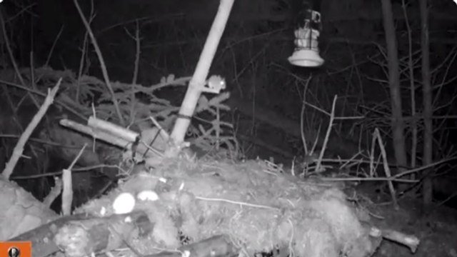 Ce petit rongeur très (très) déterminé va vous faire mourir de rire