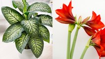 Alerte : ces plantes dangereuses sont à bannir de chez soi !