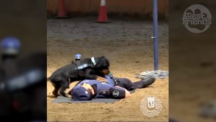Poncho, le chien de la police espagnol qui peut vous faire un massage cardiaque