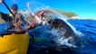 Nouvelle-Zélande : une otarie gifle un homme avec un poulpe