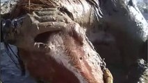 Animaux : ce cheval épuisé, enlisé dans la boue, a été sauvé par les pompiers !