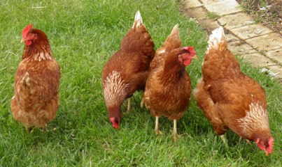 Adopter une poule pour réduire vos déchets, ça vous tente ?