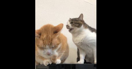 Sister Cat Chomps at Brother to Try to Get Him to Move