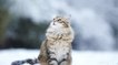 Top 10 des chats trop mignons sous la neige