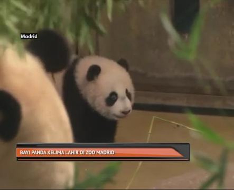 Bayi panda kelima lahir di Zoo Madrid