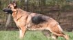 Le berger-allemand : chien infirme par la faute de l'Humain ?