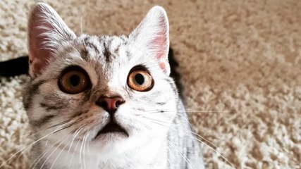 Vous avez rêvé de chats ? On vous dit tout