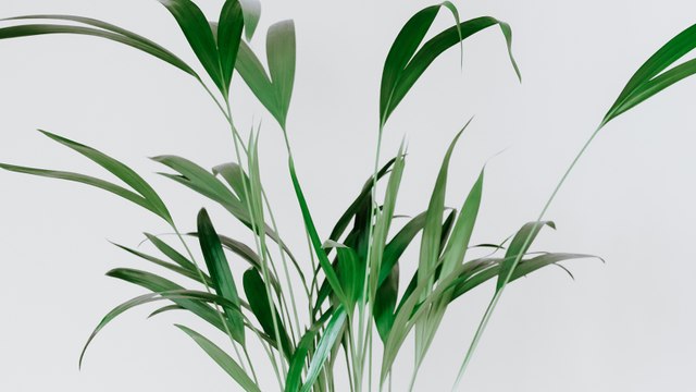 Ces astuces étonnantes pour chouchouter vos plantes d'intérieur !