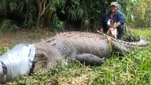 Un crocodile de 600kg en prison pour avoir mangé des chiens