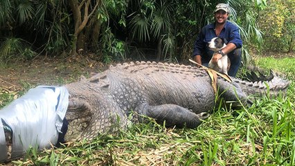 Un crocodile de 600kg en prison pour avoir mangé des chiens