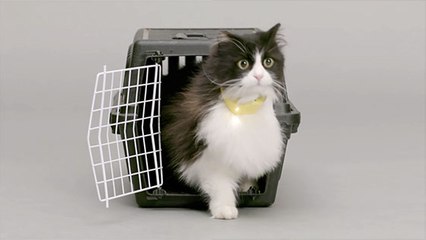 Découvrez le collier pour chat qui traduit les miaulements en paroles humaines ! (VIDÉO)