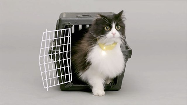 Découvrez le collier pour chat qui traduit les miaulements en paroles humaines ! (VIDÉO)