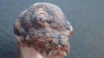Un serpent à trois yeux découvert en Australie !