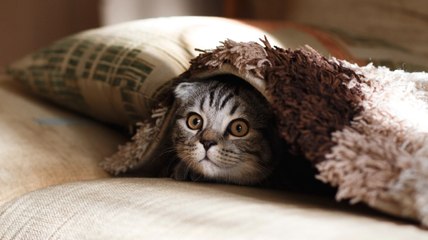 3 astuces infaillibles pour se débarrasser des poils de chiens et chats sur les textiles