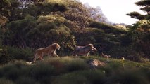 Le Roi Lion : Timon, Pumbaa, Nala et Scar se dévoilent dans une nouvelle bande-annonce