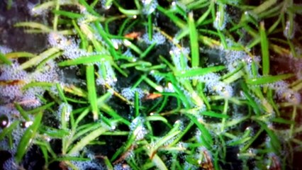 How to make Rosemary Oil at home  - DIY Making Rosemary Oil - Rosemary Oil recipe