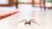 Cette astuce efficace pour bannir les araignées de votre maison