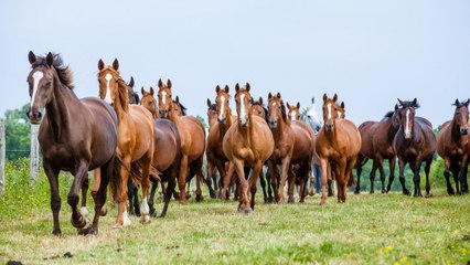 Quelle race de cheval correspond à votre signe astrologique ?