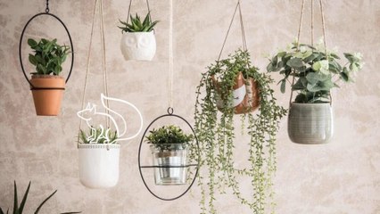 Découvrez les plantes à avoir chez soi pour purifier l'air