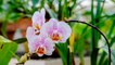 Orchidée : comment la faire refleurir facilement ?