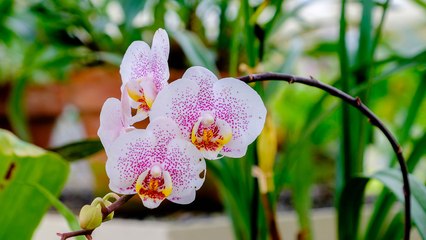 Orchidée : comment la faire refleurir facilement ?