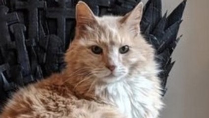 Elle fabrique un fauteuil Game of Thrones pour son chat et le résultat est bluffant