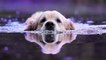Faites attention si votre chien va se rafraichir dans un étang !