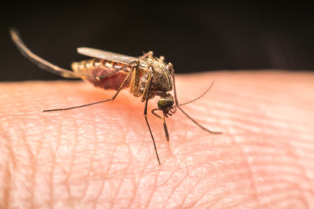 5 remèdes naturels contre les piqûres d'insectes !