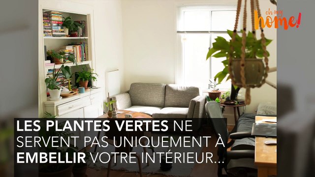 Plantes vertes : 3 bienfaits insoupçonnés !