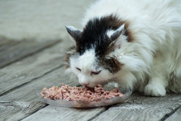 Pâtée ou croquettes ? Découvrez la meilleure façon de nourrir votre chat