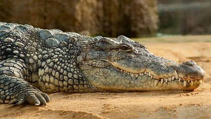 Découvrez le regard terrifiant d'un crocodile, filmé en gros plan ! (VIDÉO)
