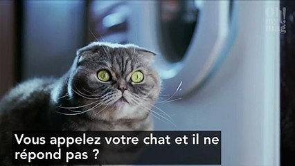 Voilà la raison pour laquelle votre chat vous ignore