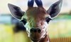 Environnement : les girafes sont désormais menacées “d’extinction silencieuse”