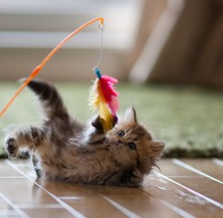 5 jouets dangereux pour votre chat
