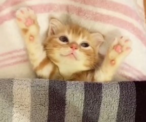 Vidéo : Ce petit chaton adore être bordé quand il dort