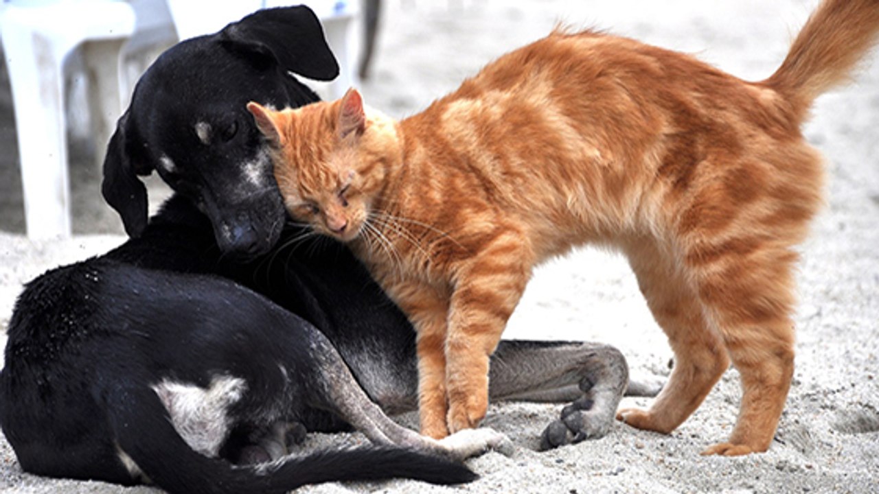 Attention, certains produits anti-puces sont toxiques pour vos animaux