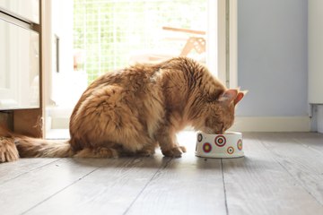Alimentation du chat : 5 erreurs qu'il faut éviter