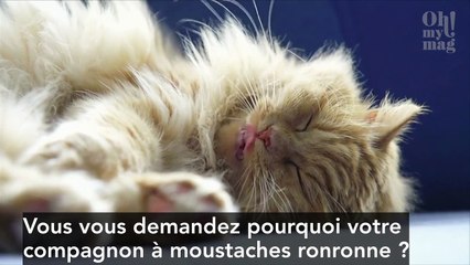 3 raisons pour lesquelles les chats ronronnent !